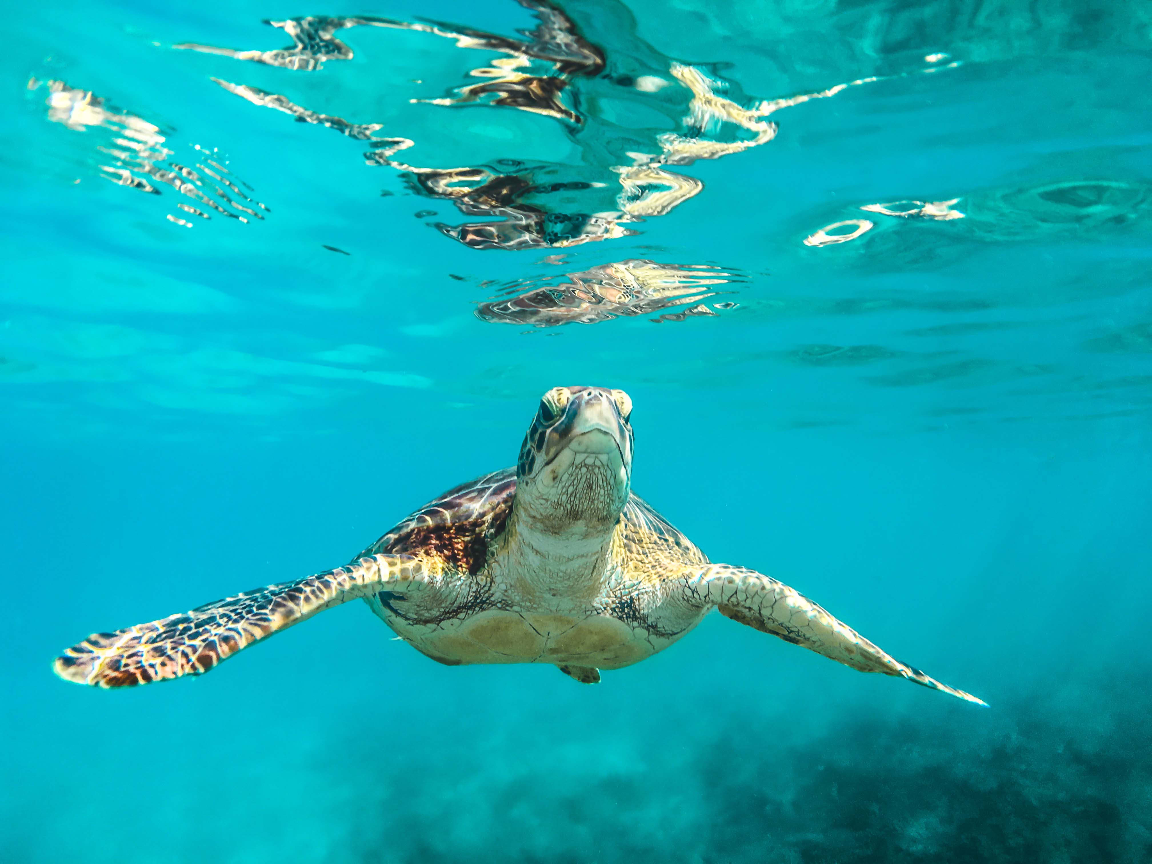 SAVE THE TURTLES!